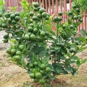 4 Feet Lemon Plant