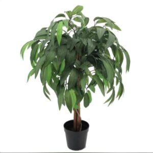 Dasheri Mango Plant