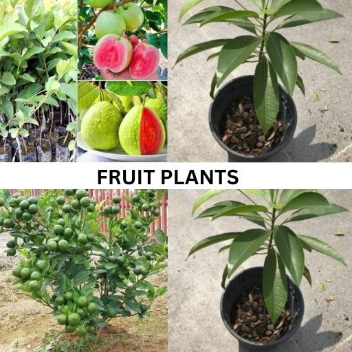 green bio organic plantation fruits and plants