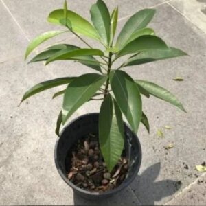 Green Chiku Plant
