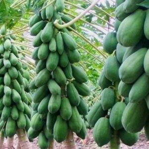 Red Lady 786 Taiwan Papaya Plant