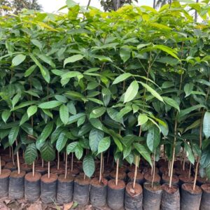 Green bio organic plantation African mohgni