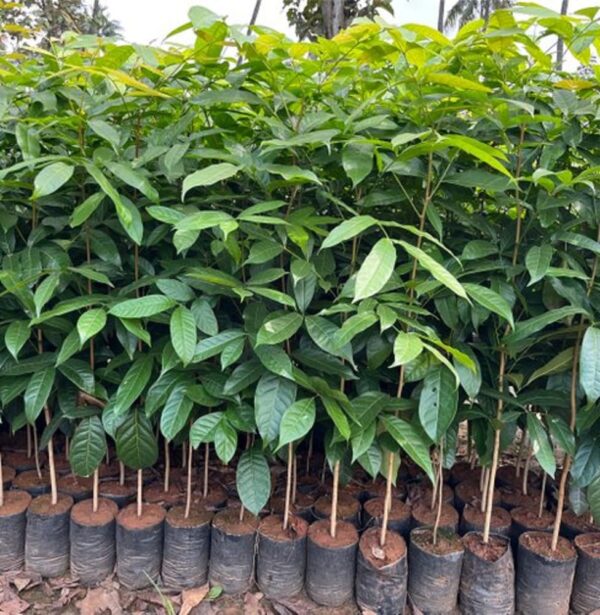 Green bio organic plantation African mohgni