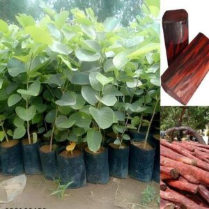 Green bio organic plantation Lal chandan
