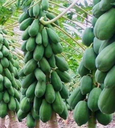 Red Lady 786 Taiwan Papaya Plant