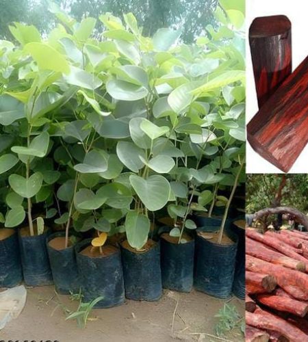 Green bio organic plantation Lal chandan